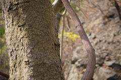 Ventilago denticulata